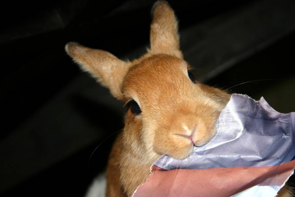 Почему кусают кролики: как отучить — selok.info