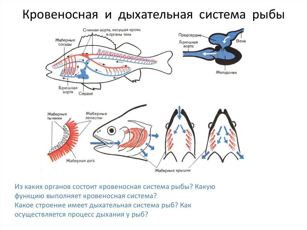 Какие системы органов у рыб. Дыхательная система кровеносная система рыб. Дыхательная система костных рыб схема. Кровеносная система рыб 7 класс биология. Кровеносная система рыбы 5 класс.