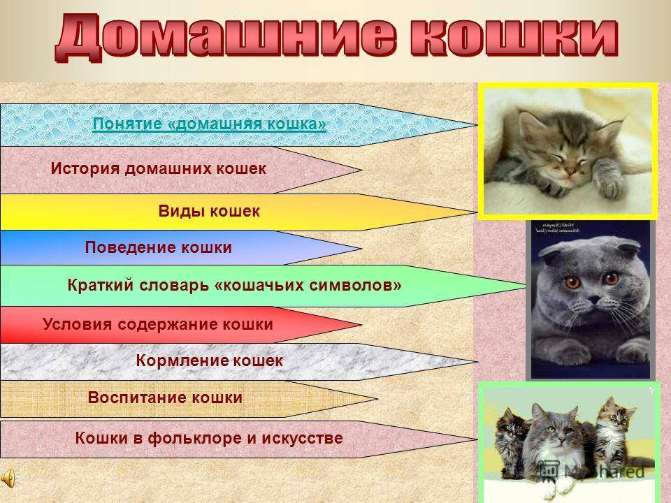 Основные секреты психологии котов и кошек: поведенческие особенности