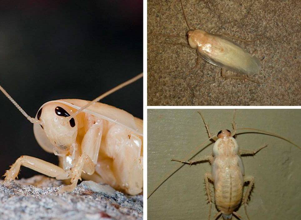 Такие разные виды тараканов: домашние, тропические, лесные и даже летающие. фото и описание всех разновидностей