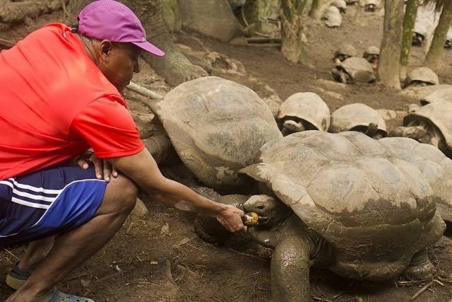 Самые старые черепахи в мире: список рекордсменов-долгожителей