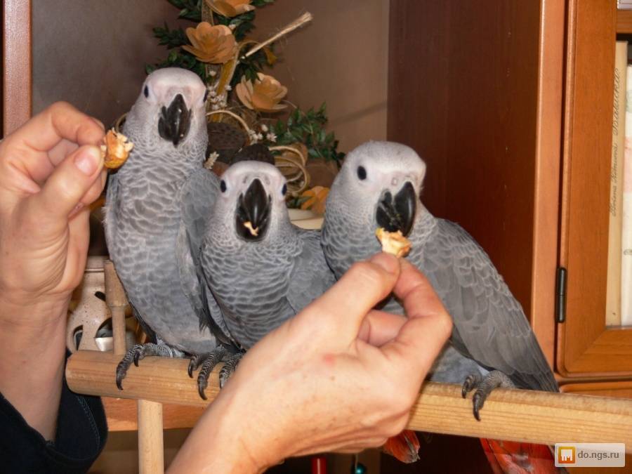 Сколько стоят попугаи разных пород в россии