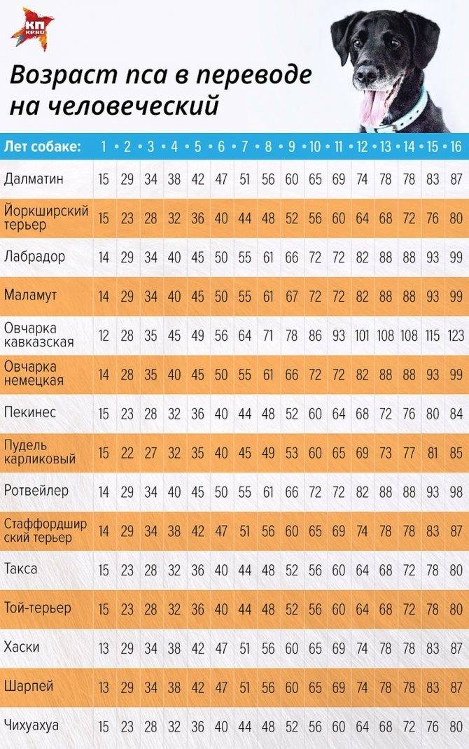 Возраст собаки по человеческим меркам: калькулятор расчёта в зависимости от размера животного, таблица