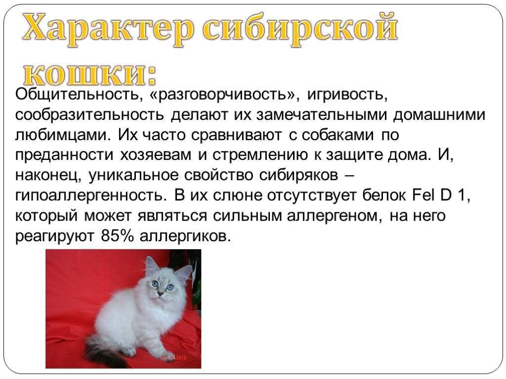 Серенгети: характеристики, особенности ухода и содержания кошки в домашних условиях (100 фото)