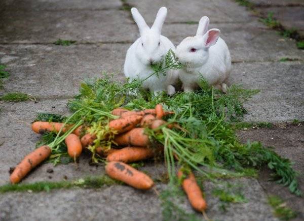 Чем нельзя кормить кроликов, список запрещенных продуктов