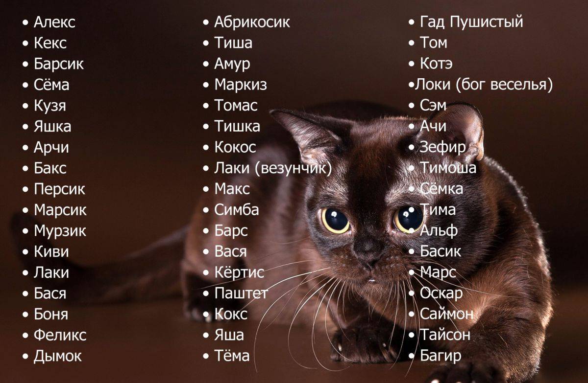 Имена для котов: интересные примеры красивых и современных кличек