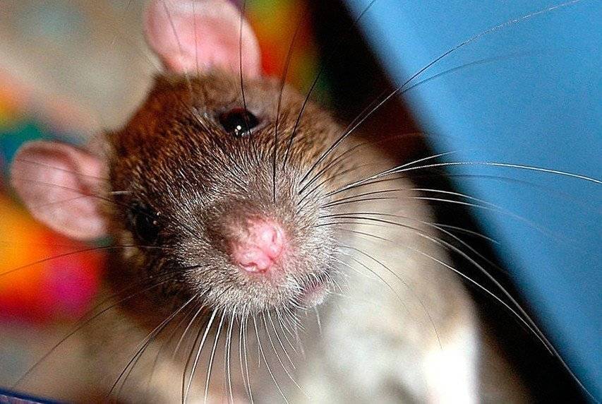 Как ухаживать за декоративной крысой - все про крыс
