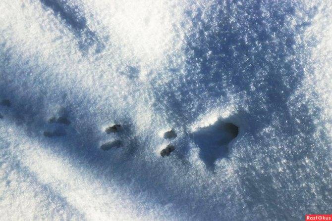 Следы крысы на снегу – фото и описание