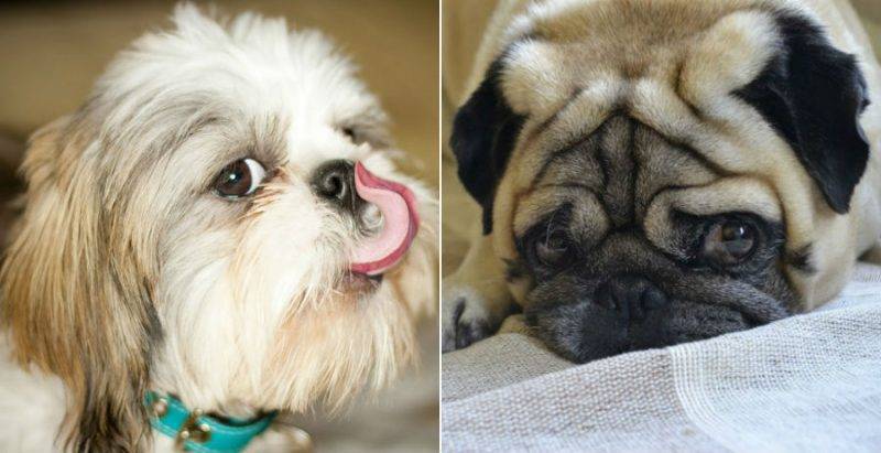 Топ-10 самых ленивых пород собак в рейтинге zuzako