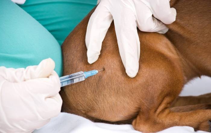 Как сделать прививку собаке на дому | самостоятельно, в домашних условиях, видео