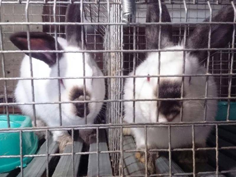 Кролики калифорнийской породы: описание и особенности содержания