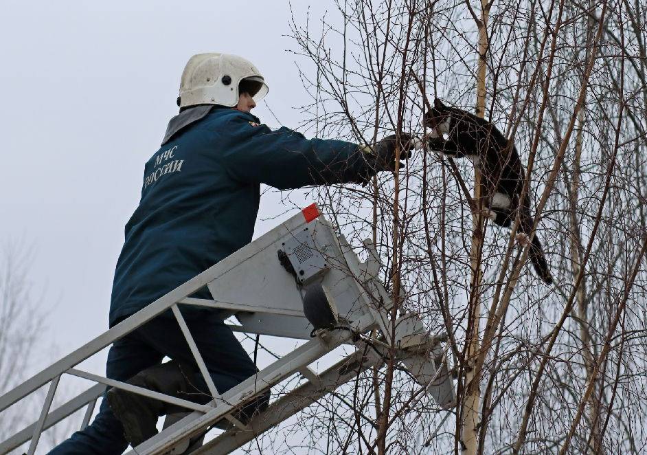 Снимем вашу любимую кошку с любого дерева, козырька, балкона, спасем животное от голода и ворон