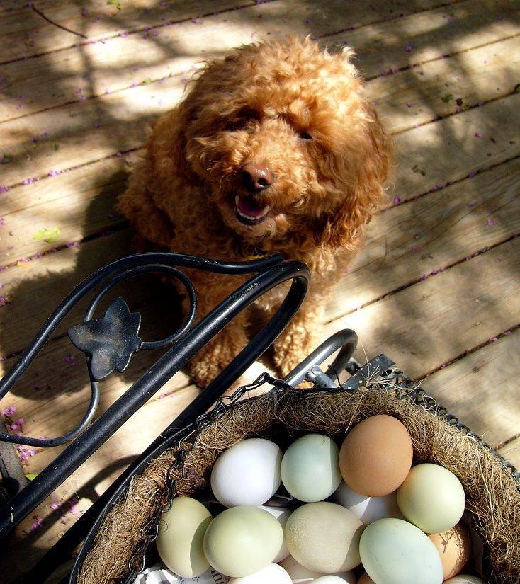 Можно давать собакам сырое яйцо. Яичная собачка.