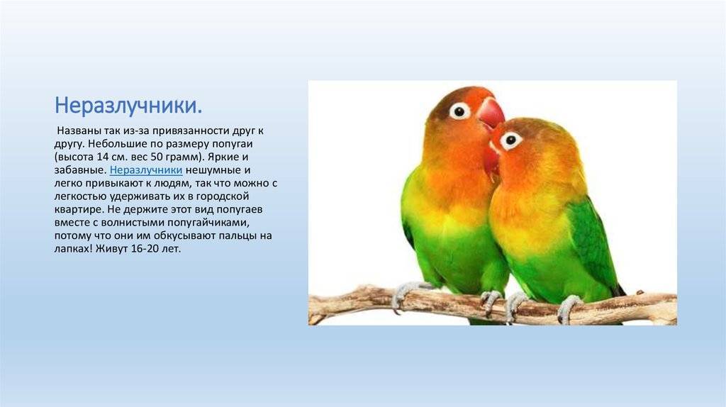 Как разговаривают попугаи неразлучники и можно ли научить их говорить