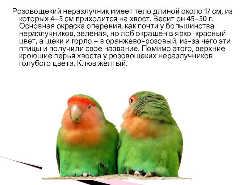 Как научить волнистого попугая говорить в домашних условиях, умеют ли разговаривать самки