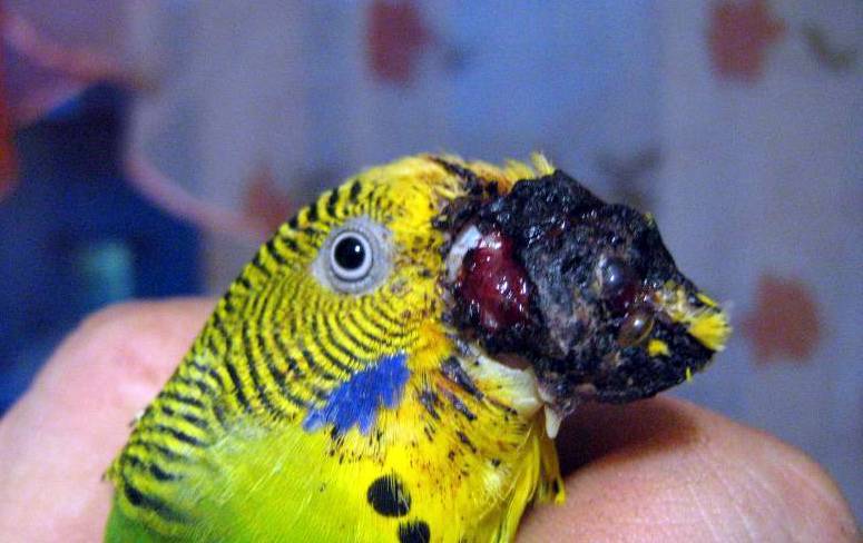 Почему корелла и волнистый попугай скрипит клювом: причины