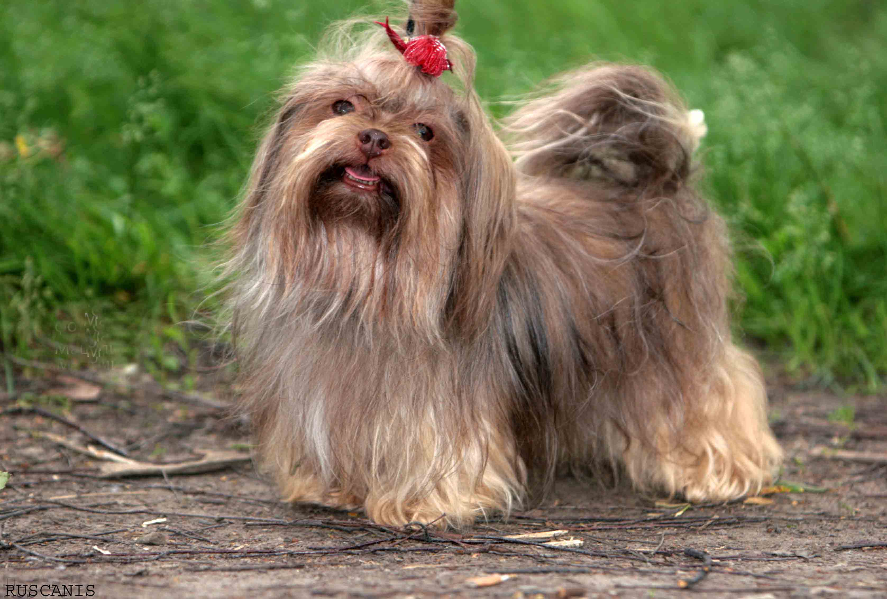 Русские цветные болонки: описание, характер, фото породы | все о собаках