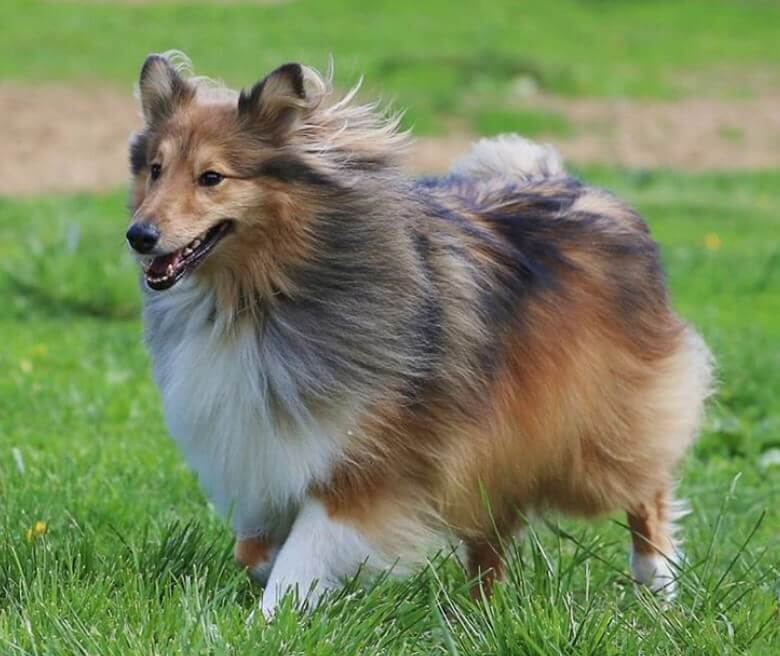 Шелти, или мини-колли – шотландская порода: характеристика собаки, внешний вид, характер и поведение, содержание и уход - kotiko.ru