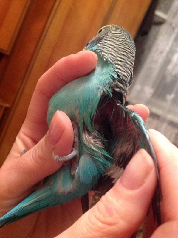 Линька у волнистого попугая: почему и птицы выпадают перья и как ей помочь