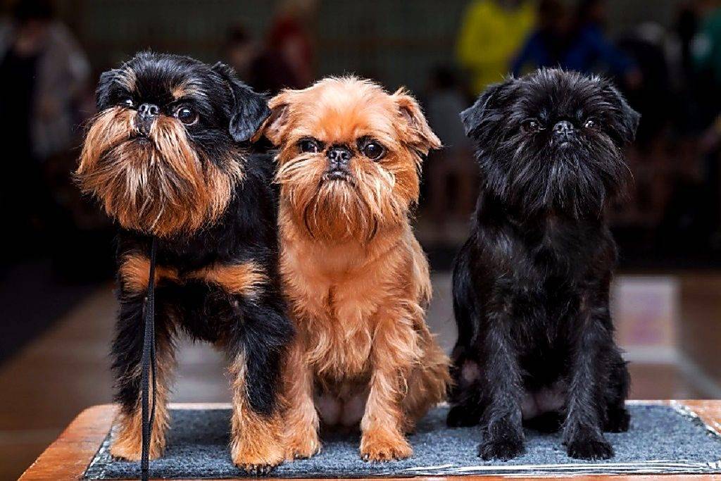 Брюссельский гриффон: фото, описание породы, характер, особенности ухода и содержания собаки