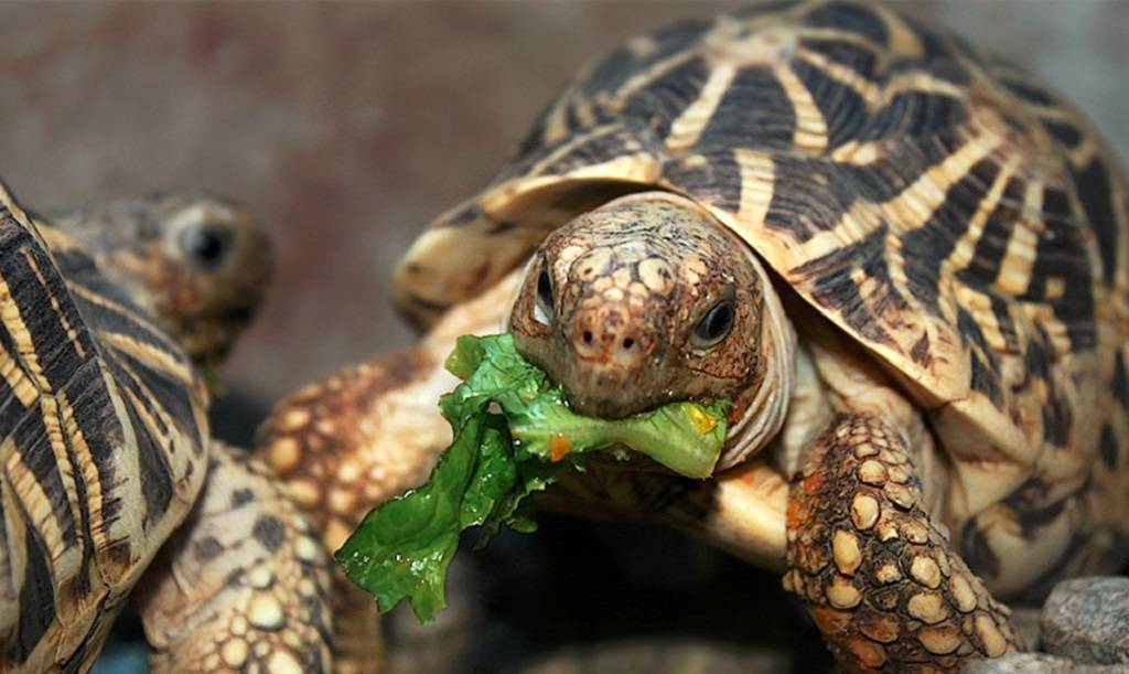 Сухопутная черепаха - где живет, что ест, содержание и уход