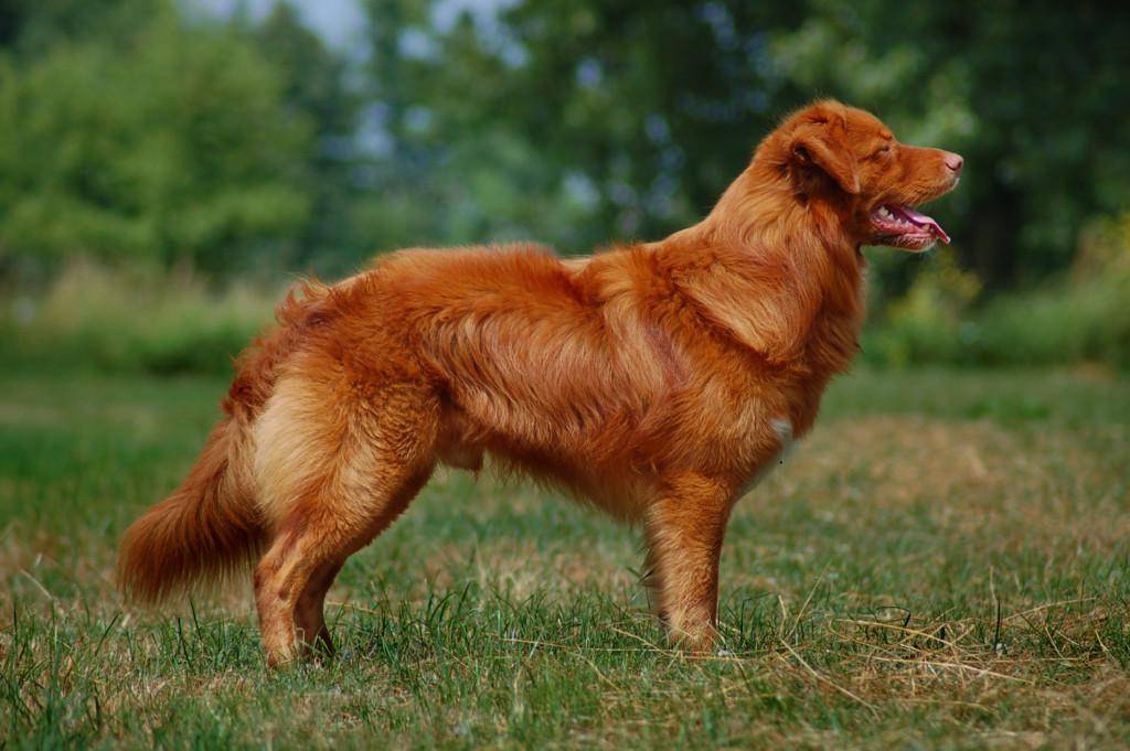 Новошотландский ретривер: фото собаки, описание породы, цена щенков и уход