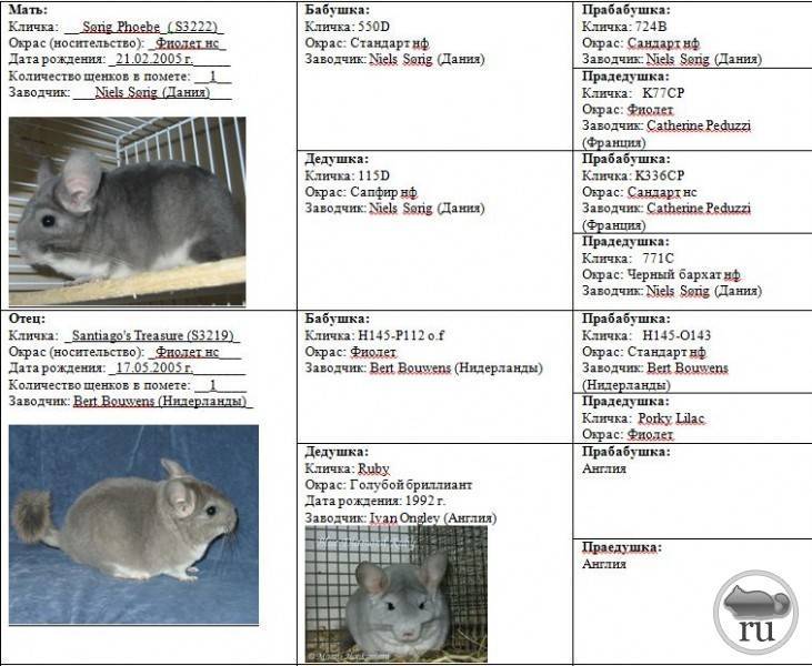 ᐉ имена для крыс девочек и мальчиков: как назвать грызуна (помощь в выборе клички) - zoopalitra-spb.ru