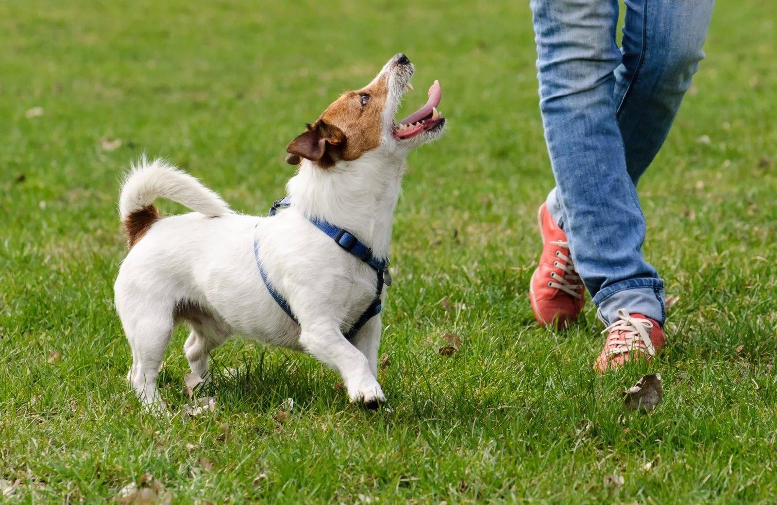 Как научить собаку правилам погулки самостоятельно удавкой