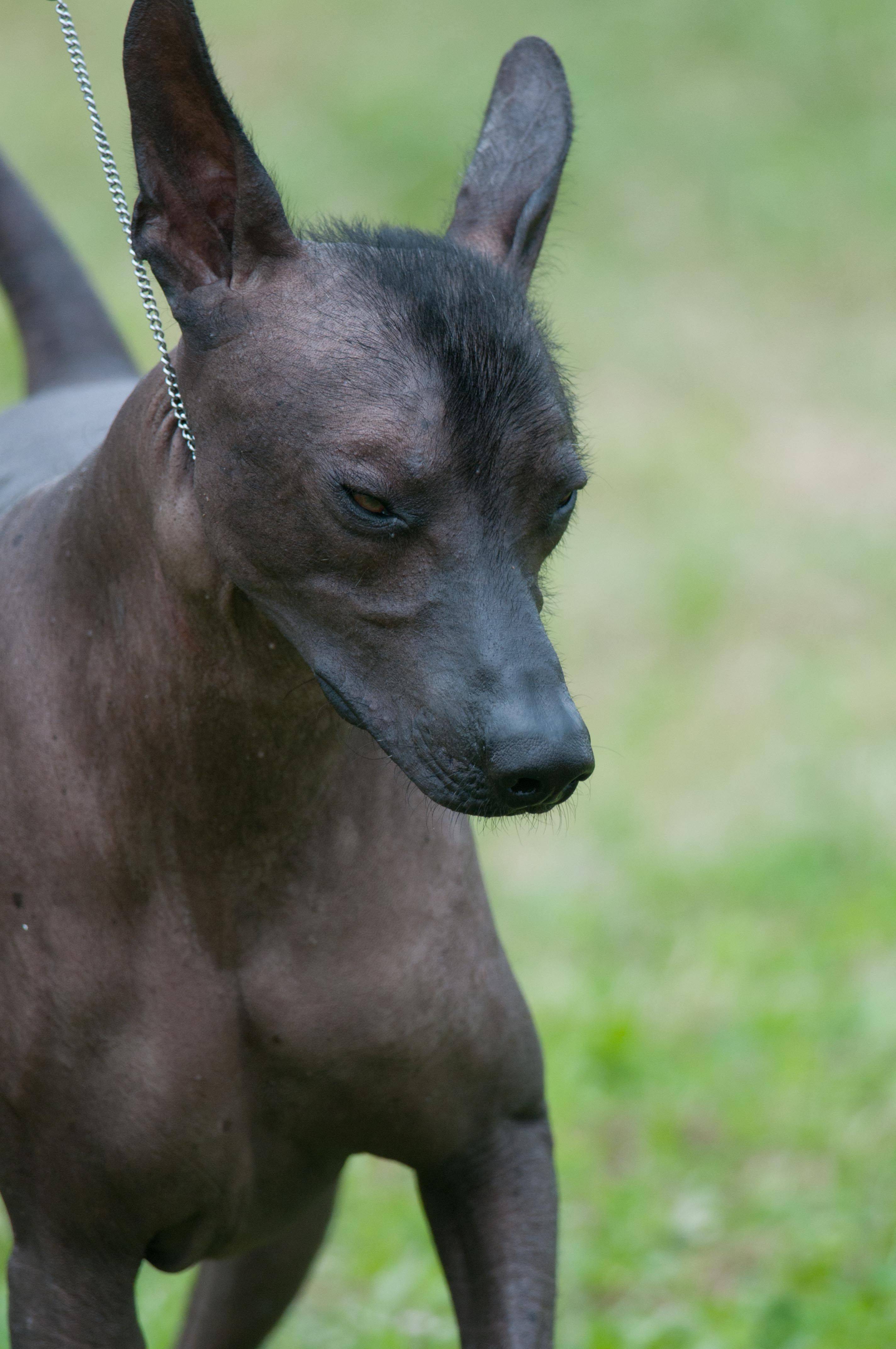 Мексиканская голая собака (ксолоитцкуинтле) — описание породы (с фото)