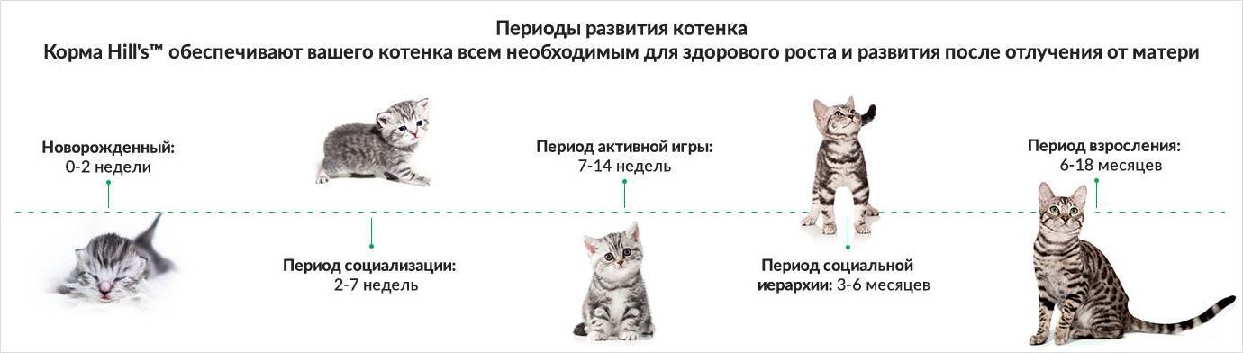 Развитие котят после рождения по неделям первые 2 месяца
развитие котят после рождения по неделям первые 2 месяца