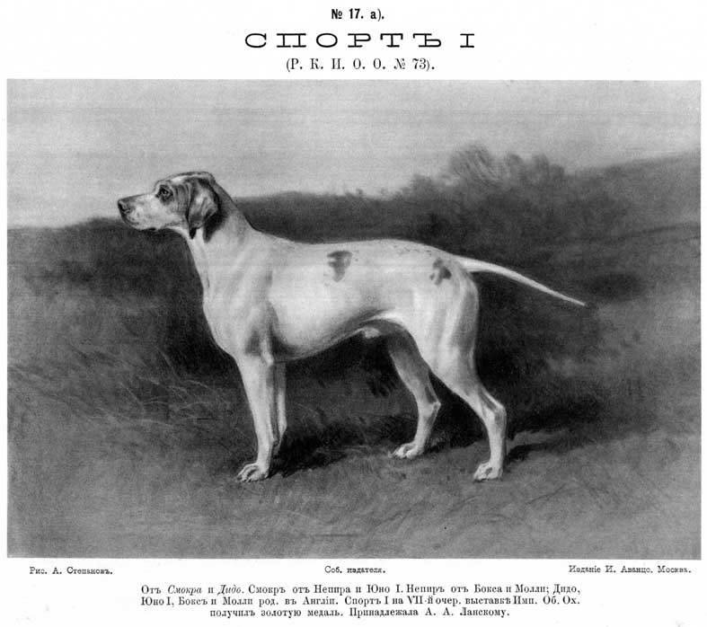 Веймаранер – описание породы: характеристика собаки, как выбрать