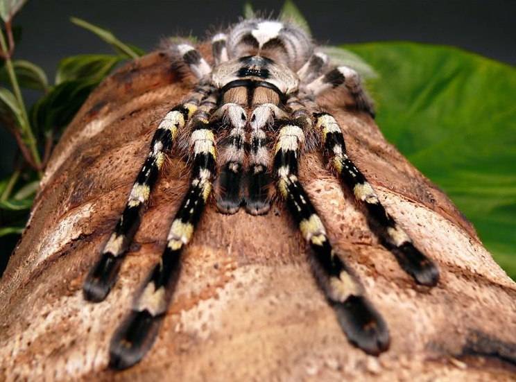 Паук-бабуин, или королевский бабуиновый паук | мир животных и растений