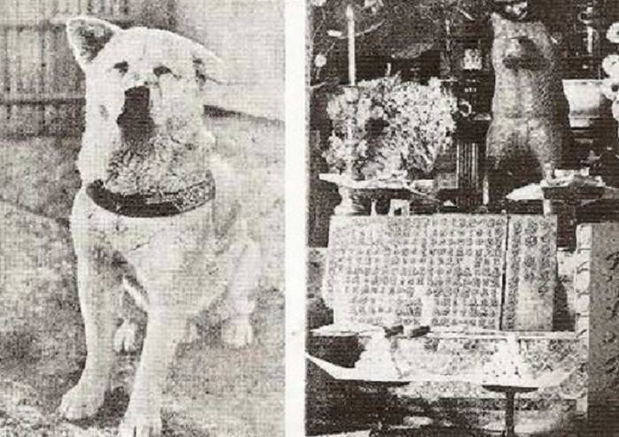 Редкие исторические фотографии хатико и история самой верной собаки в мире