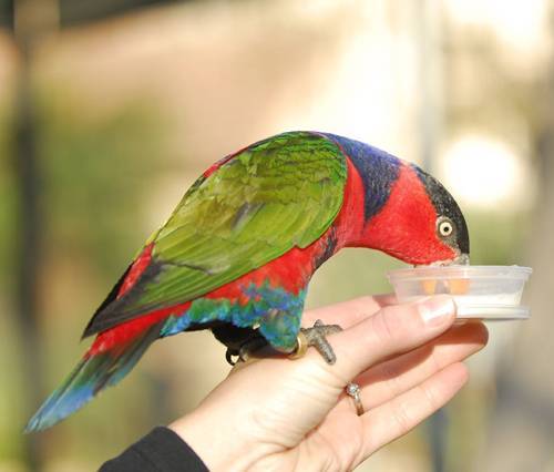 Ожереловый попугай уход и содержание в домашних условиях, чем кормить и как разводить?