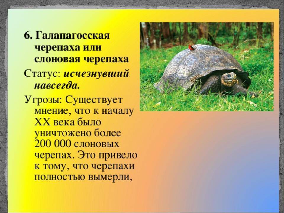 Презентация - зеленая черепаха - животное из красной книги