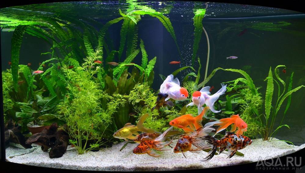 Кого можно содержать в аквариуме. Рыбки для аквариума. Красивый аквариум с рыбками и растениями. Золотая рыбка в аквариуме. Аквариум с золотыми.