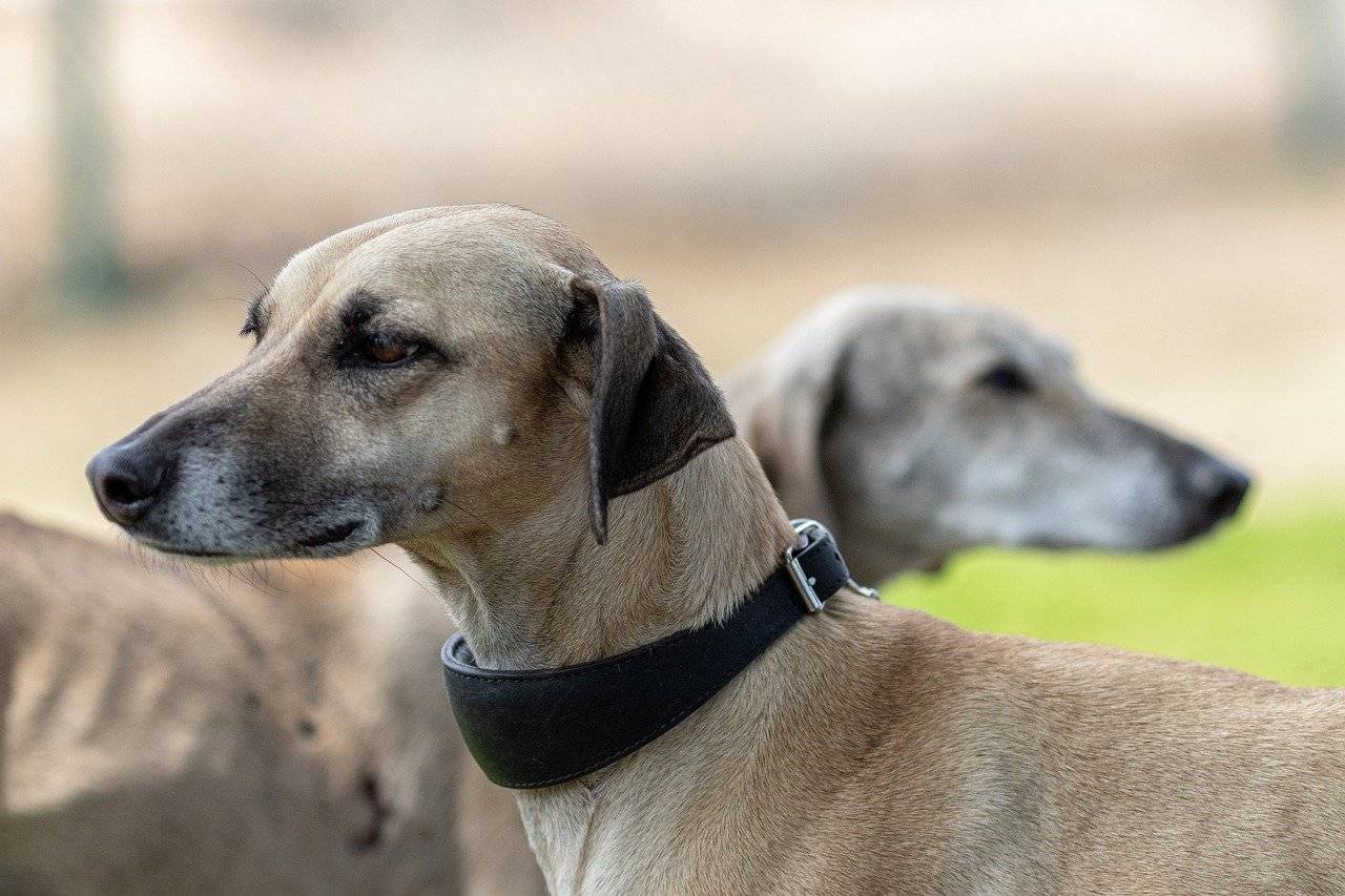 Грейхаунд — фото, описание породы собак, особенности ухода, отзывы