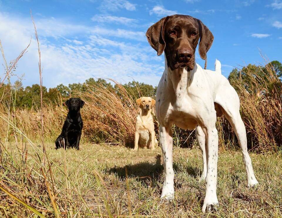 20 популярных собак охотничьих пород: описание, характер, особенности