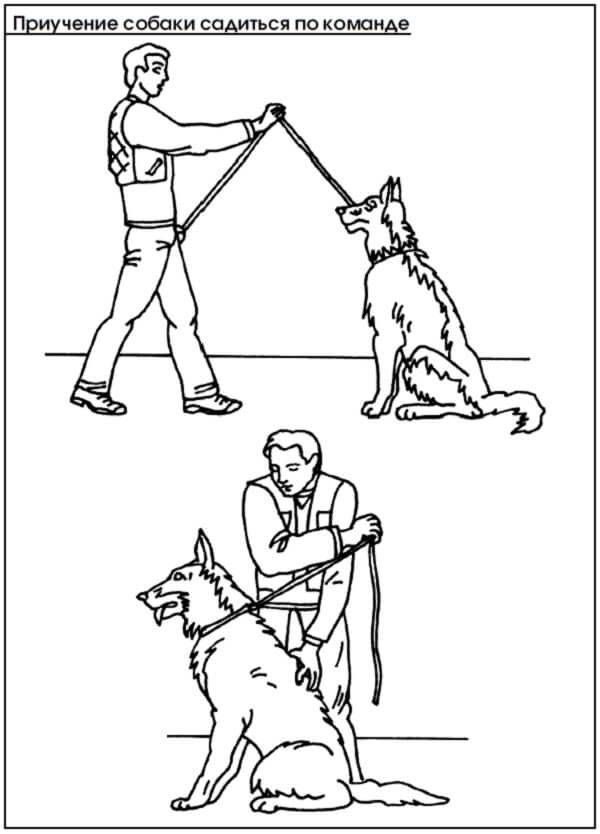 Как научить собаку основным командам - wikihow