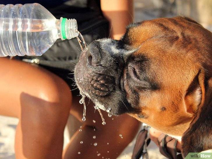Как помочь домашним животным справиться с жарой