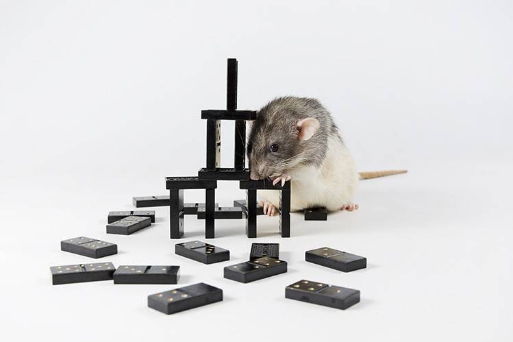 Крыса в доме: учимся ухаживать за живым символом года - стиль жизни