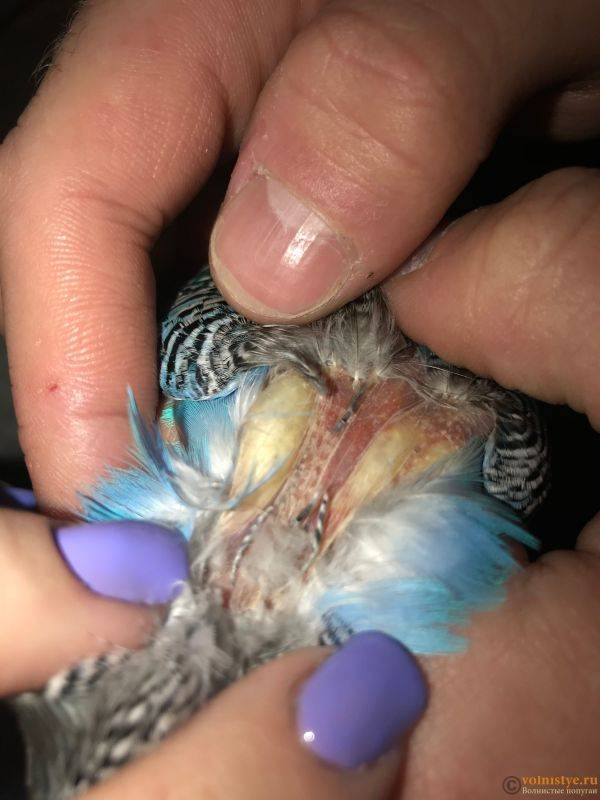 Почему попугай сидит на дне клетки нахохлившись, с закрытыми глазами