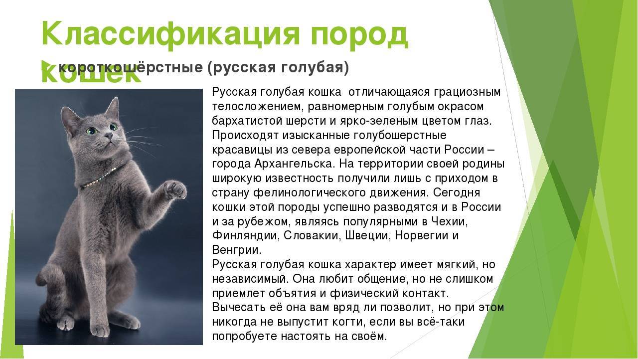 Русская голубая кошка: характер и поведение :: syl.ru