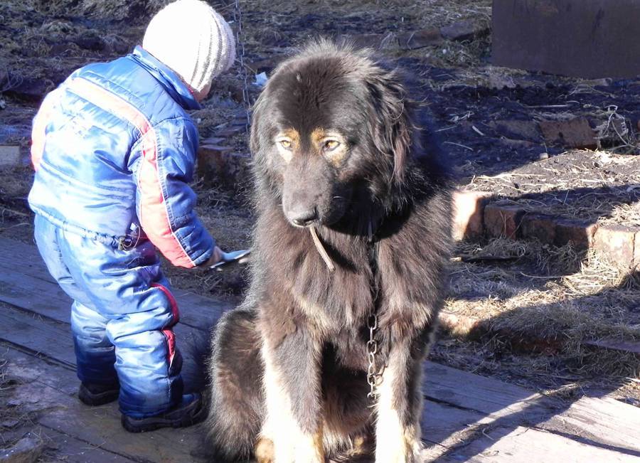Порода собак монгольская овчарка банхар