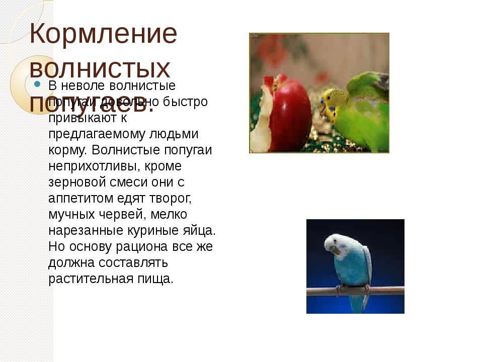 Что едят волнистые попугаи и как правильно кормить птиц