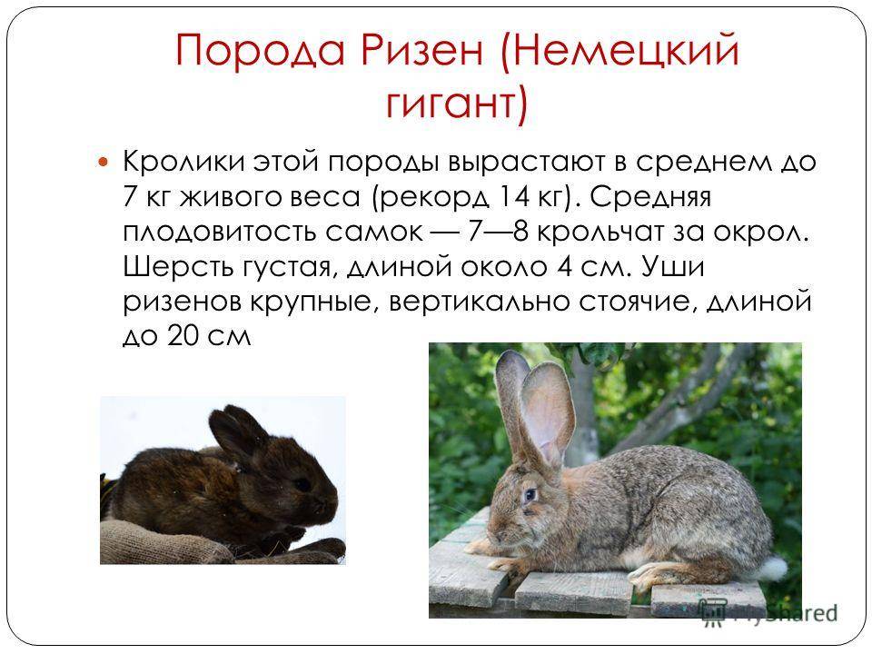 Русский горностаевый кролик: описание, продуктивность, содержание