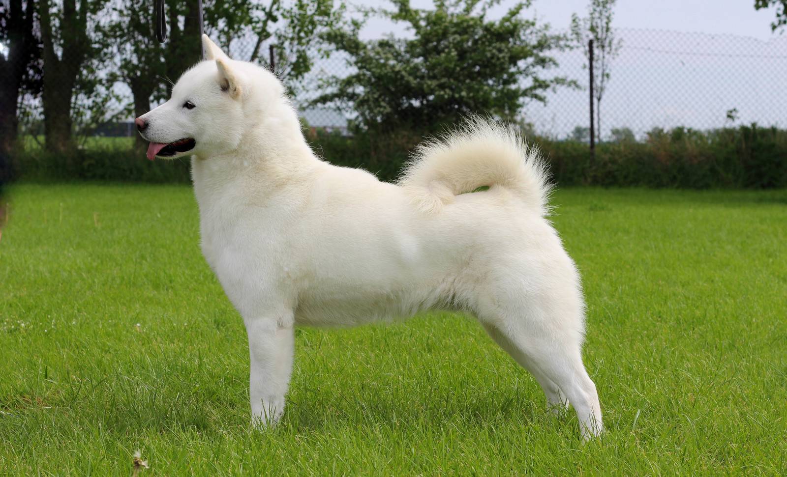 Виды серых собак: крупные, средние и мелкие породы с фотографиями. — сайт эксперта по животным — howmeow