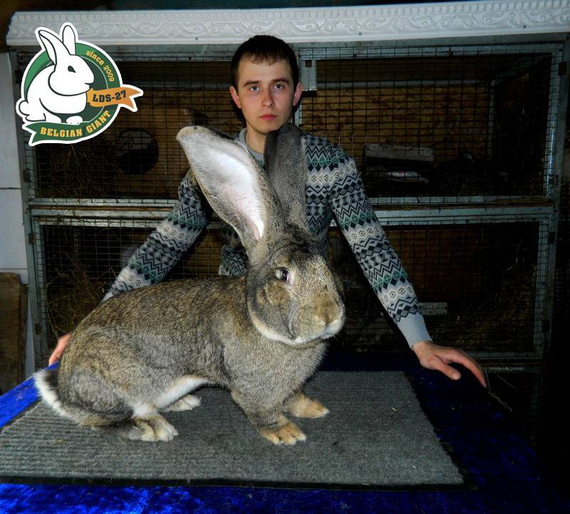 Какая порода самых больших кроликов, самые знаменитые гигантские кролики в мире