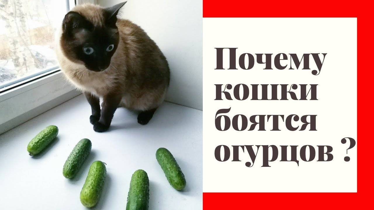 Котам можно огурцы. Кошка боится огурца. Почему кошки боятся огурцов. Почему коты боятся огурца. Почему коты и кошки боятся огурцов.