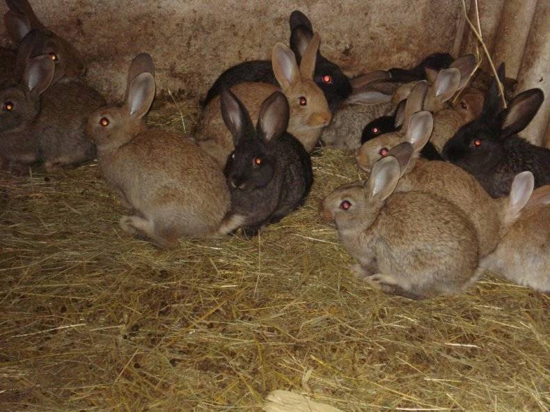 Кролики мясных пород: топ 10 лучших для разведения в домашних условиях